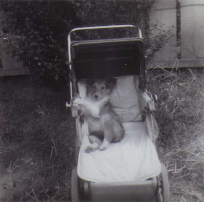 Lassie in a Baby Carriage - 1952