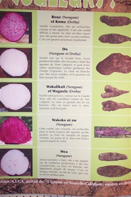 Maya en Nouvelle Caledonie: L'igname en Nouvelle Calédonie:espèces et ...