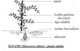 Maya en Nouvelle Caledonie: L'igname en Nouvelle-Calédonie