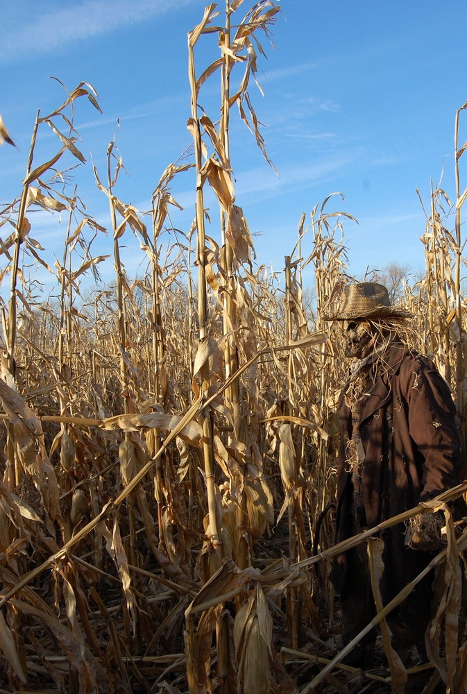 The Scarecrow's Post: Corn Reaper