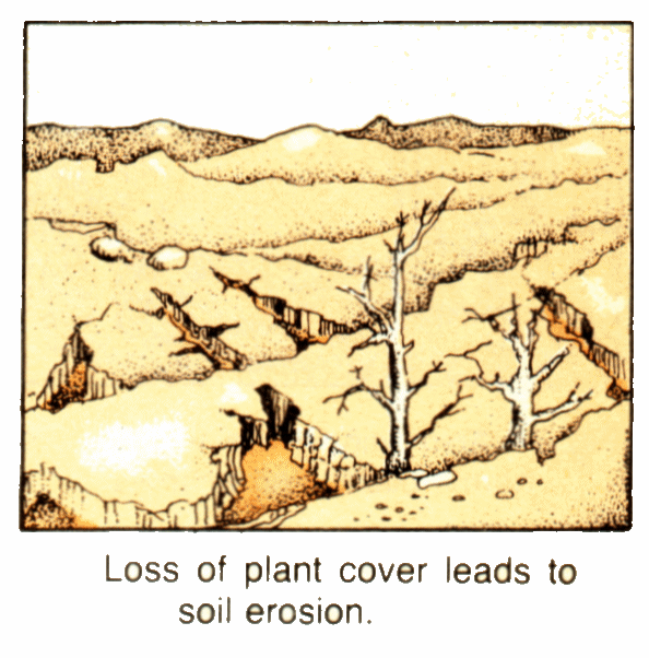 Importance of Plants in Preventing Soil Erosion
