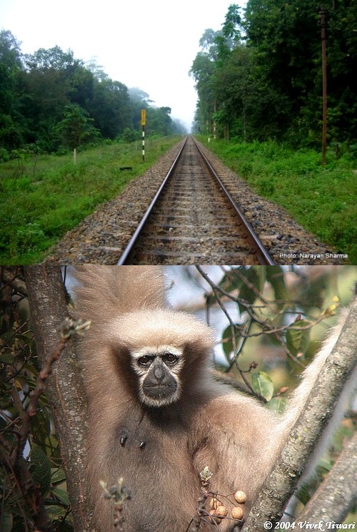 Hollongapar Gibbon Wildlife Sanctuary OK! North East Adventure, Travel, Explore NorthEast India