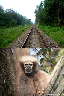 Hollongapar Gibbon Wildlife Sanctuary