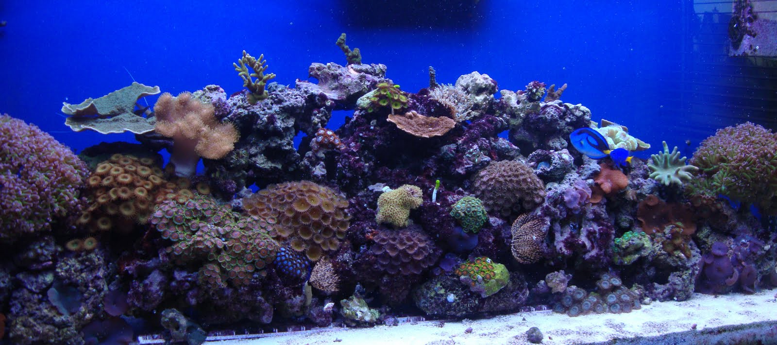 EVANS 100 GALLON REEF AQUARIUM BUILD