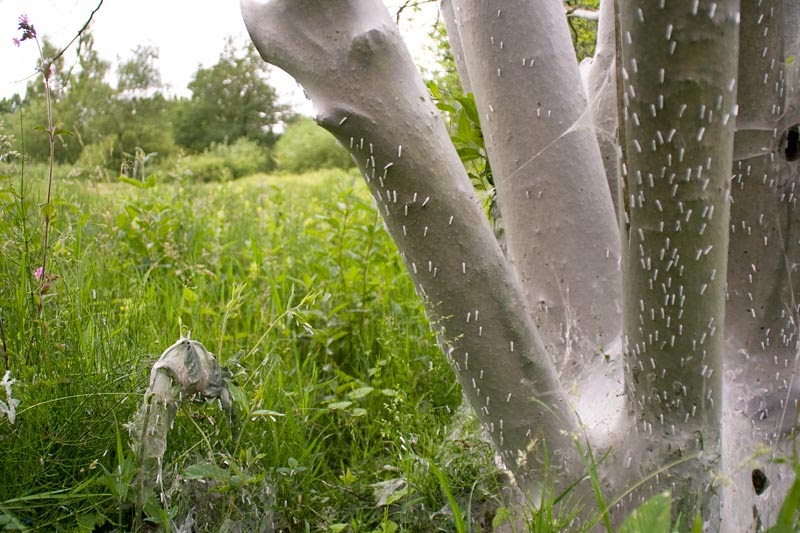 De Kleine Dingen Spinselmot