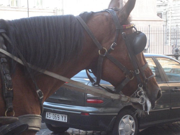 Carriage Horses NYC ROME BASTION OF