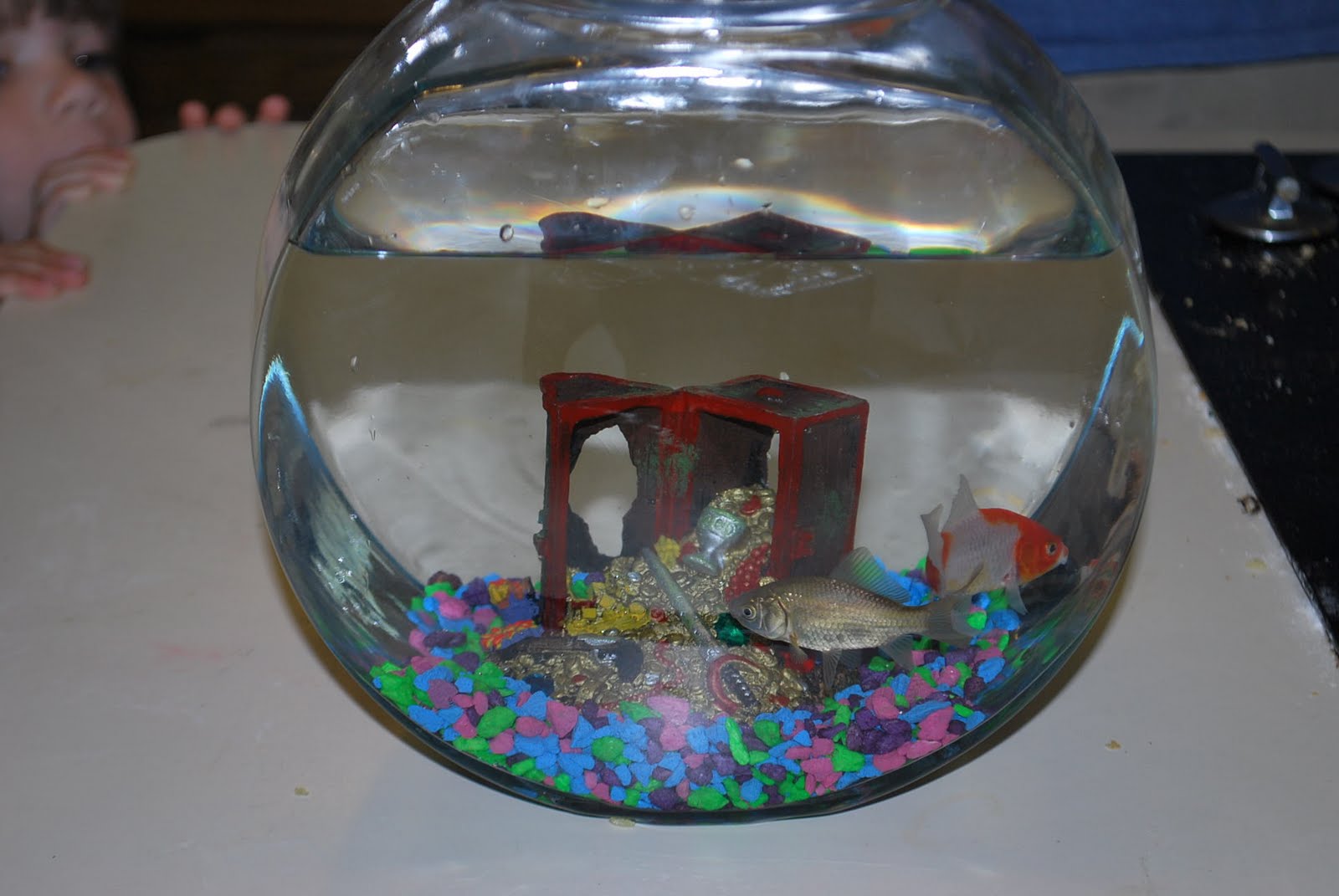 Two Kids Plus Trips!! Do Fish Count As New Family Members?