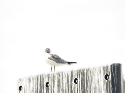 Mr. Jonathan Livingston Seagull waits patiently