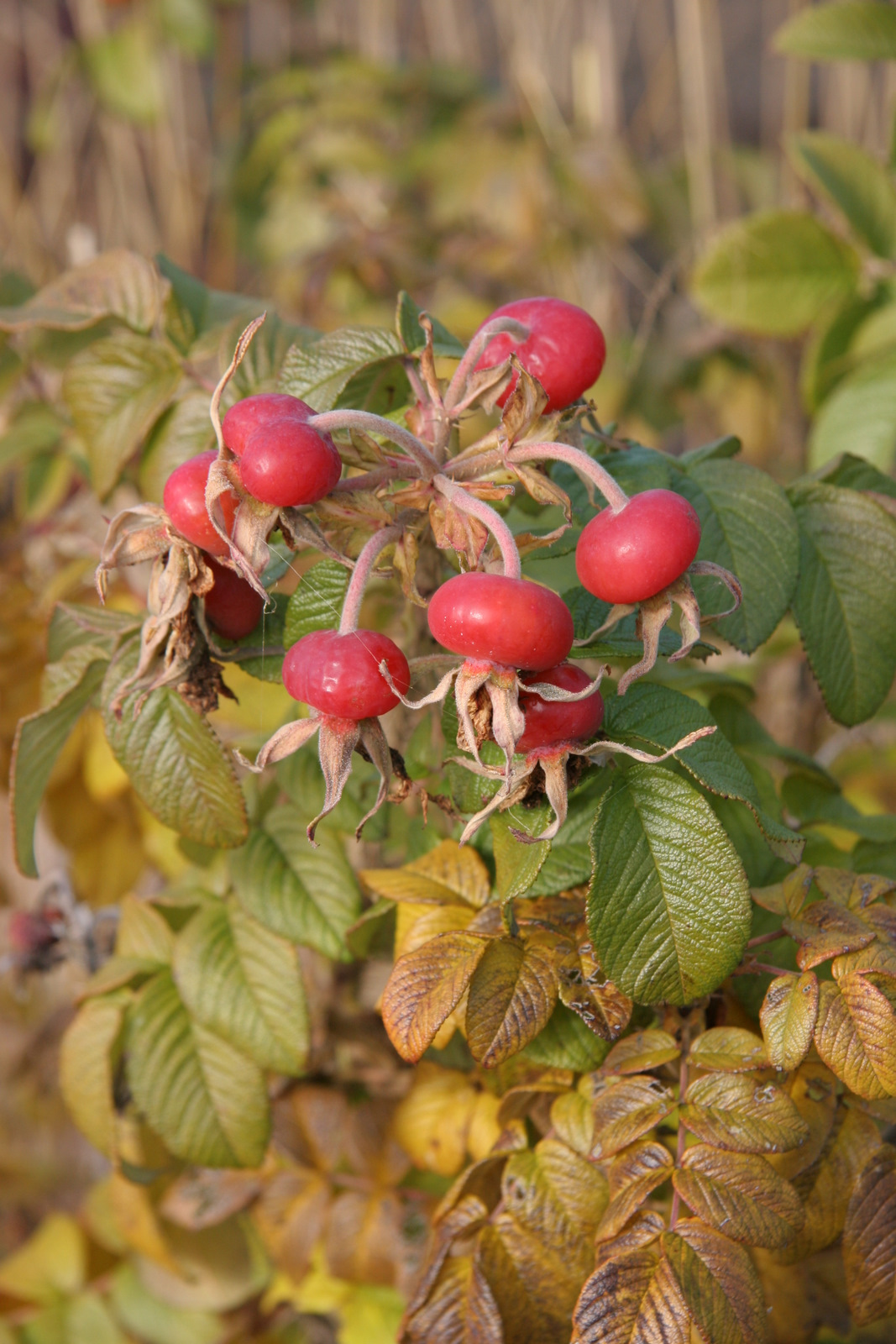 [Rosa+rugosa+-+fruit+11-14-2007+11-59-02+AM+2336x3504.JPG]