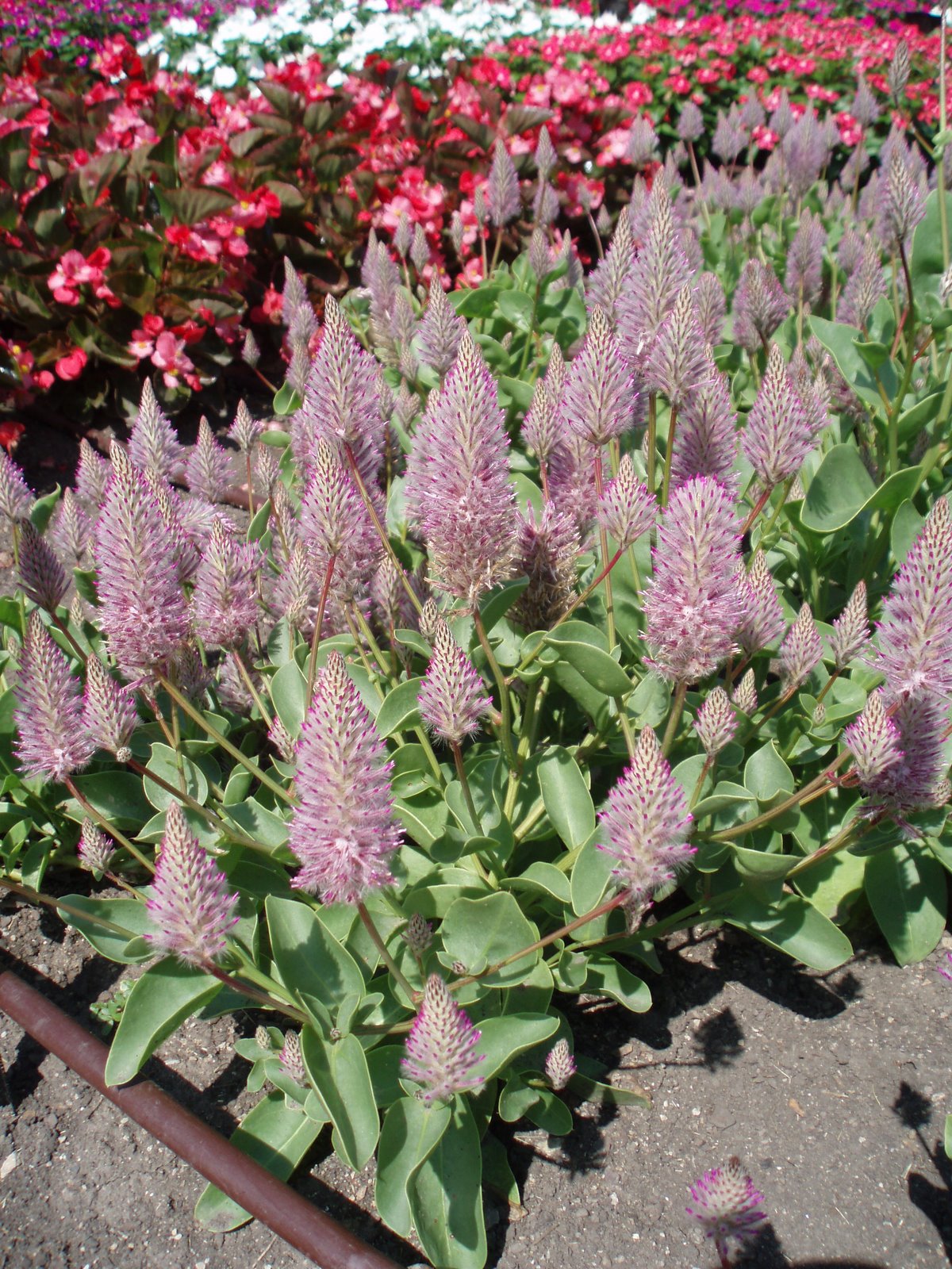 [Ptilotus+'Joey'+b.jpg]