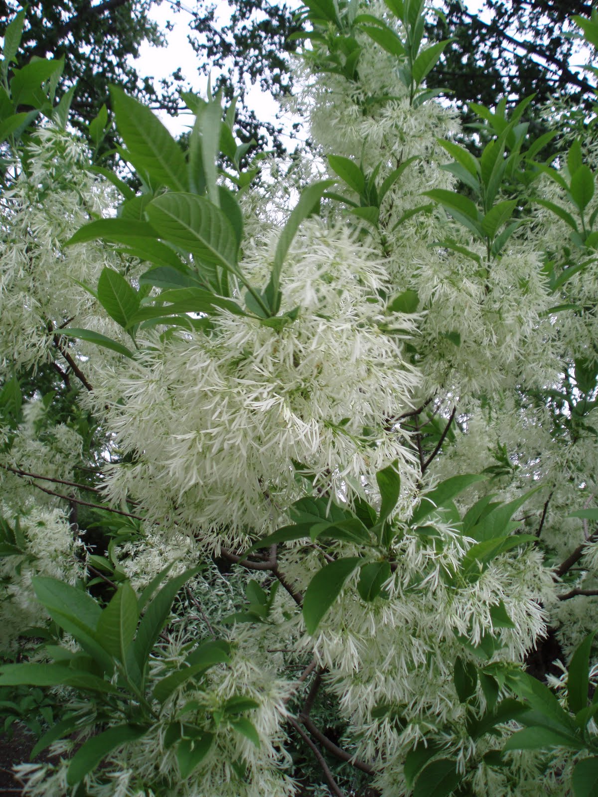 [Chionanthus+virginicus+closeup.jpg]