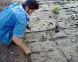 Penanaman Padi dengan legowo Rel