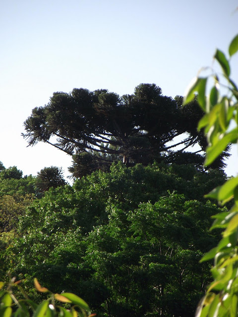 araucaria