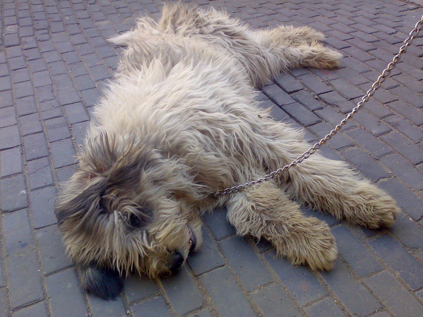 [Ciobanescul+ZIUA.jpg]