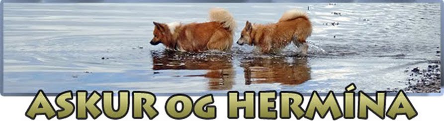 Islandshundene Askur, Hermína og Fífa
