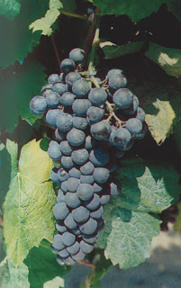 Petit Verdot Petit Verdot
