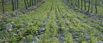 Enherbement en viticulture et gestion du sol.