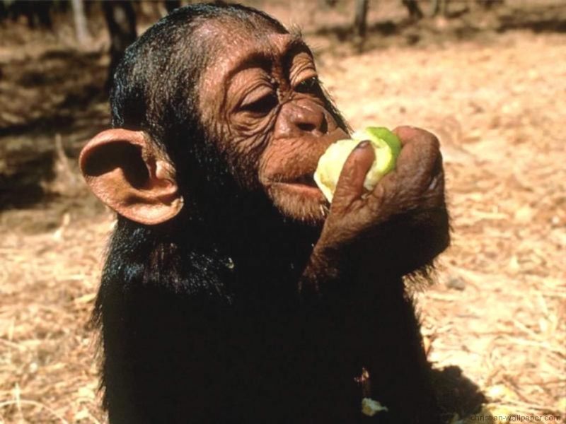 Monkey_eating_apple.jpg