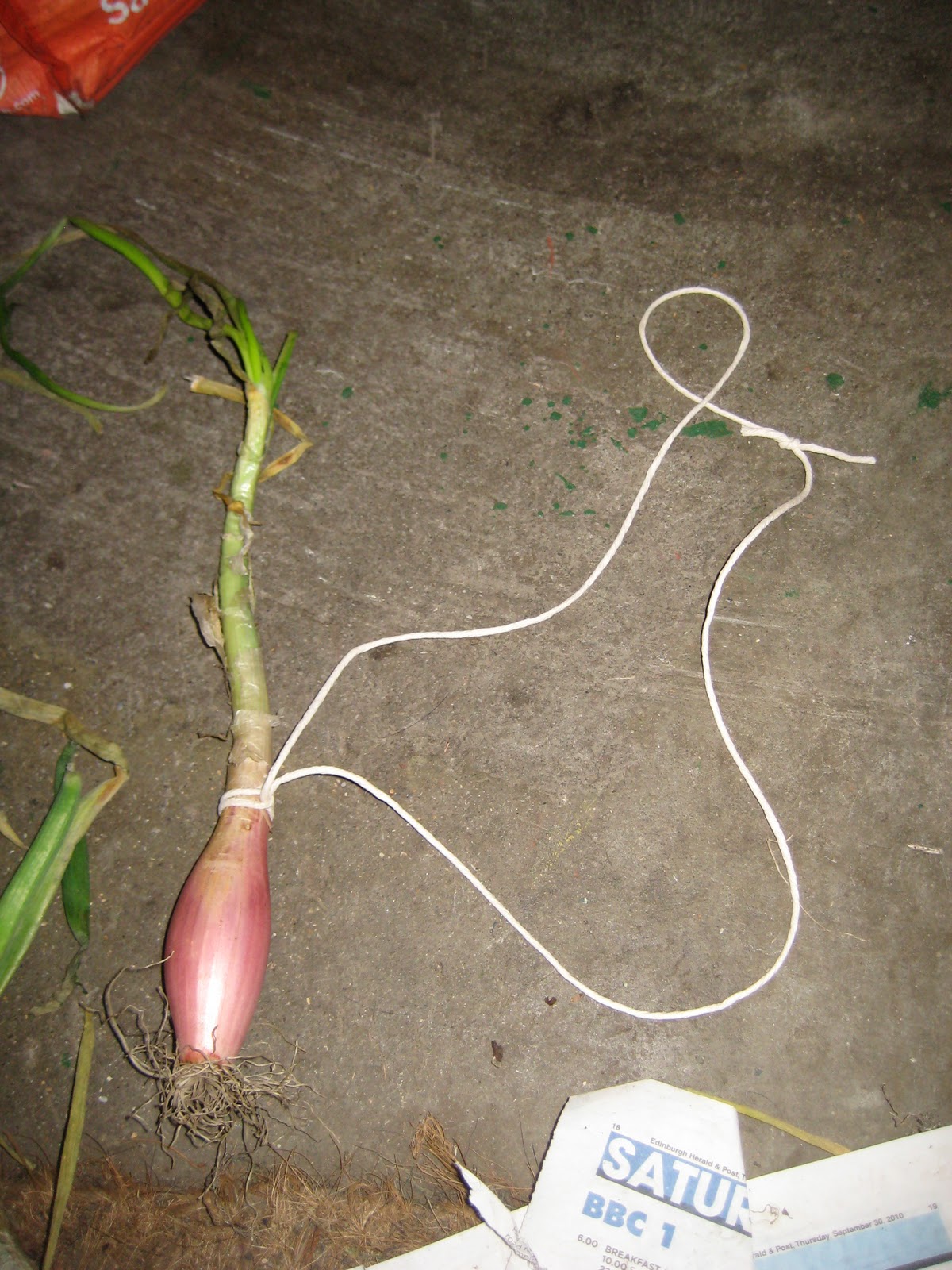 Mal's Allotment How to string onions