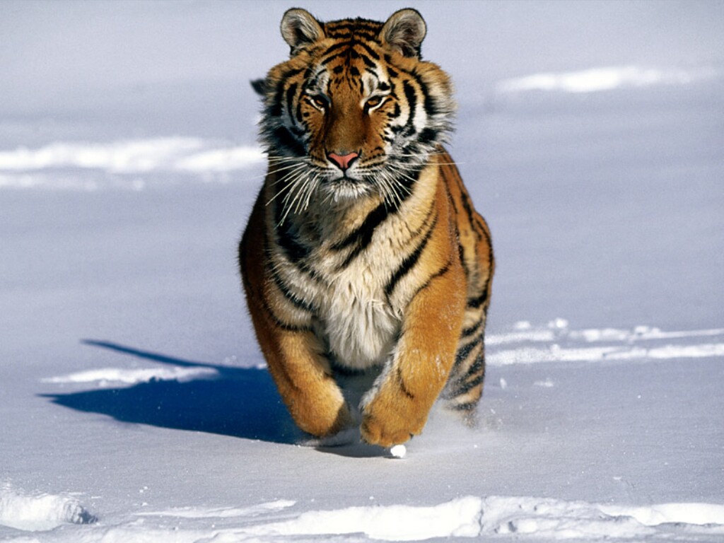 Siberian Tiger Population Dropping...