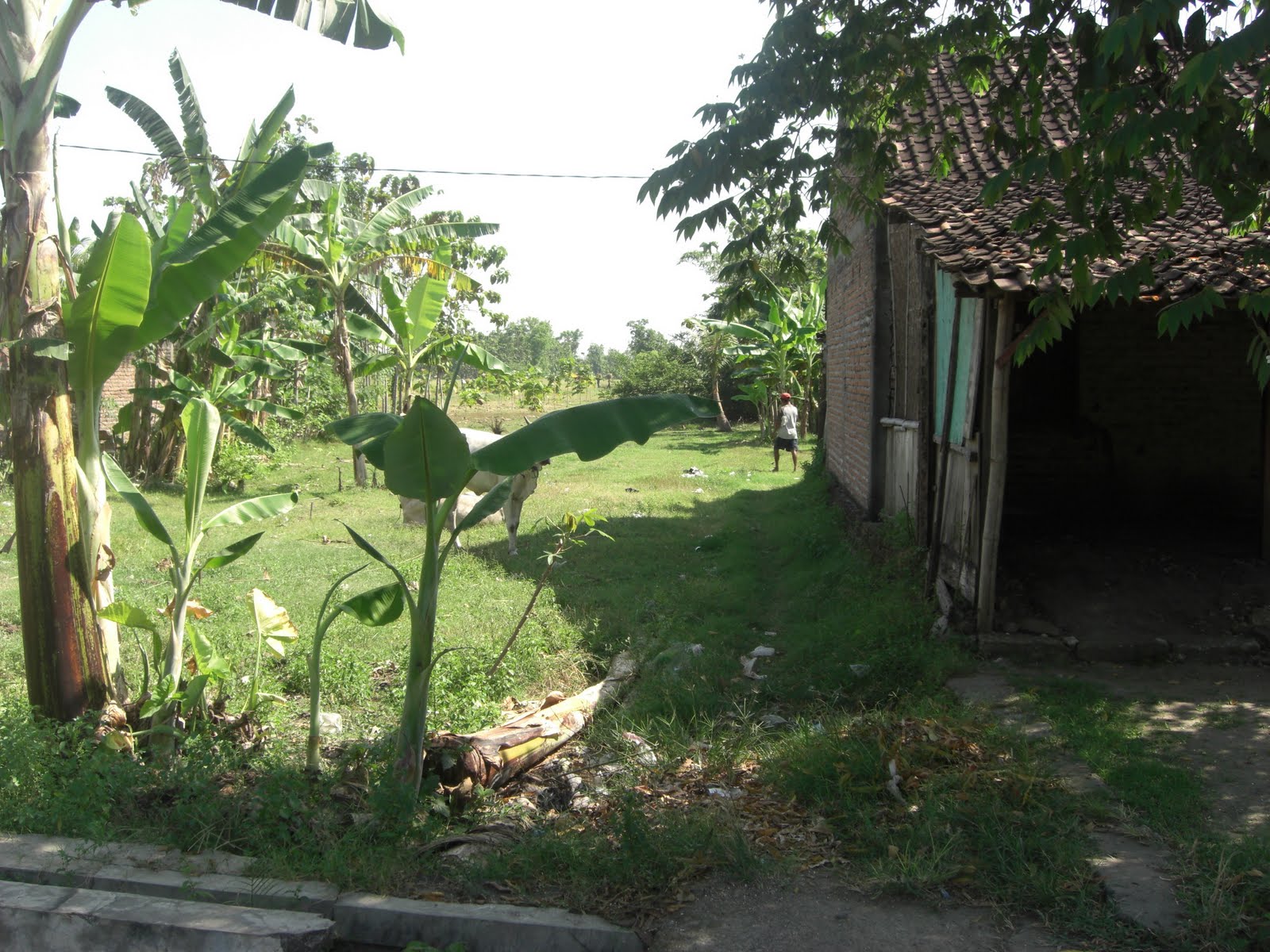 28+ Rumah Dijual Ngawi Pictures