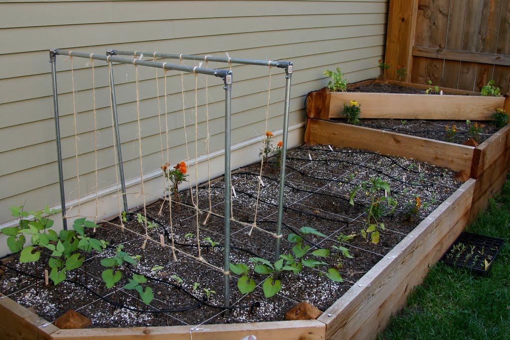 Ewa in the Garden 15 ideas of DIY pea trellis