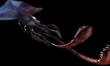 Freaks & Monsters: Mesonychoteuthis Hamiltoni