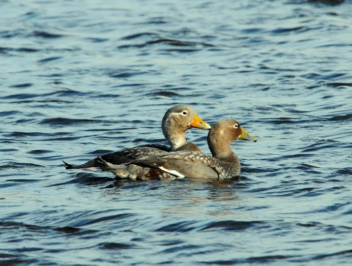 Flying Steamer-Duck / Pato Quetru Volador