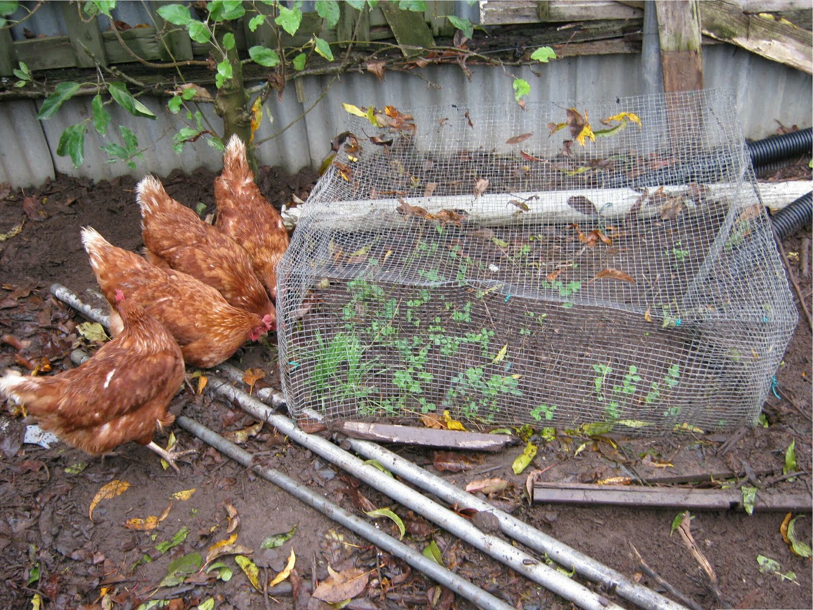 DIY greywater DIY freeranging chook feeder