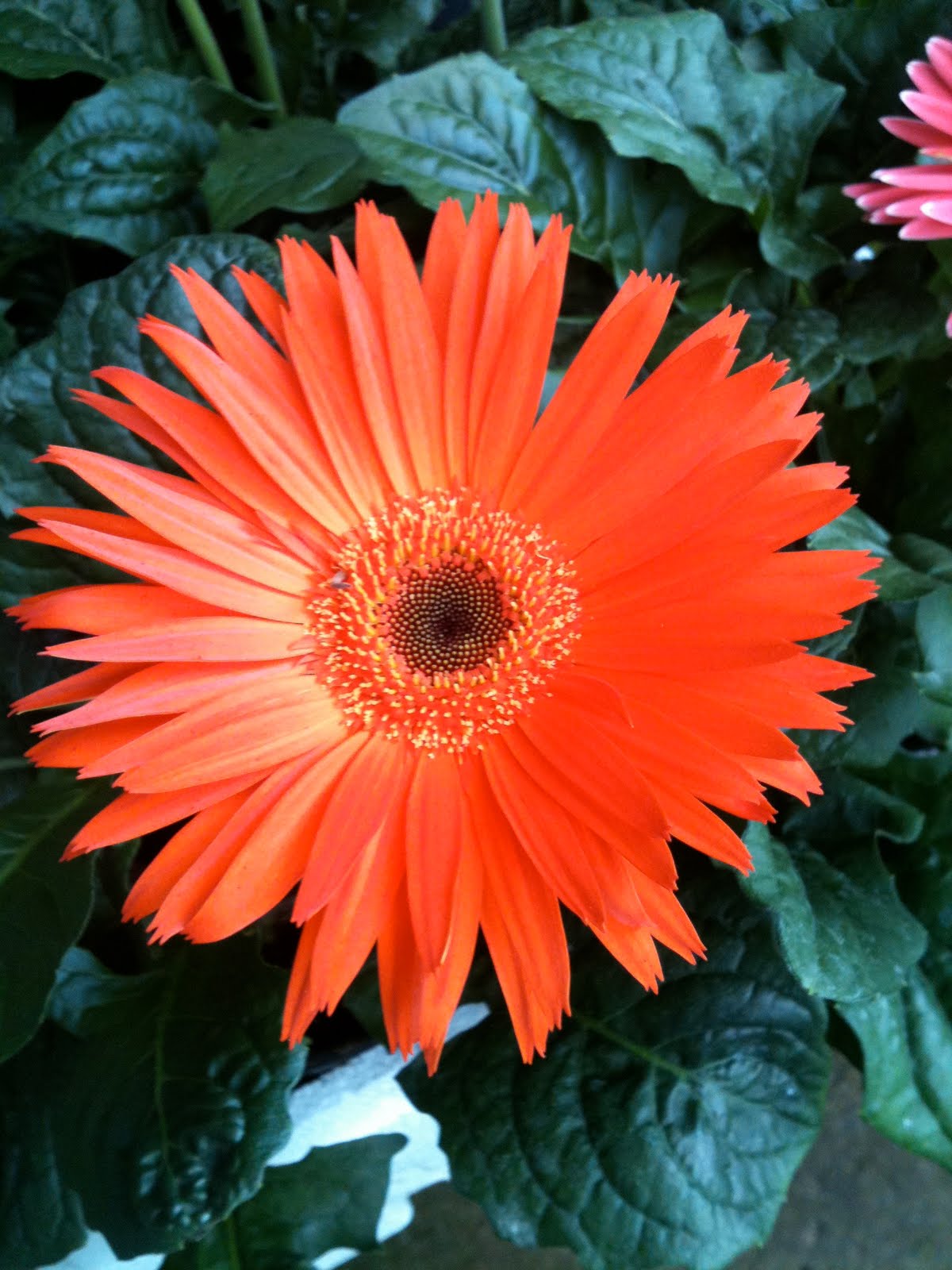 Less Room, MORE BLISS! Blooms & Greens