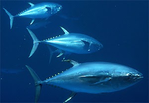 Qu'est ce que le thon rouge ? - Institut océanographique