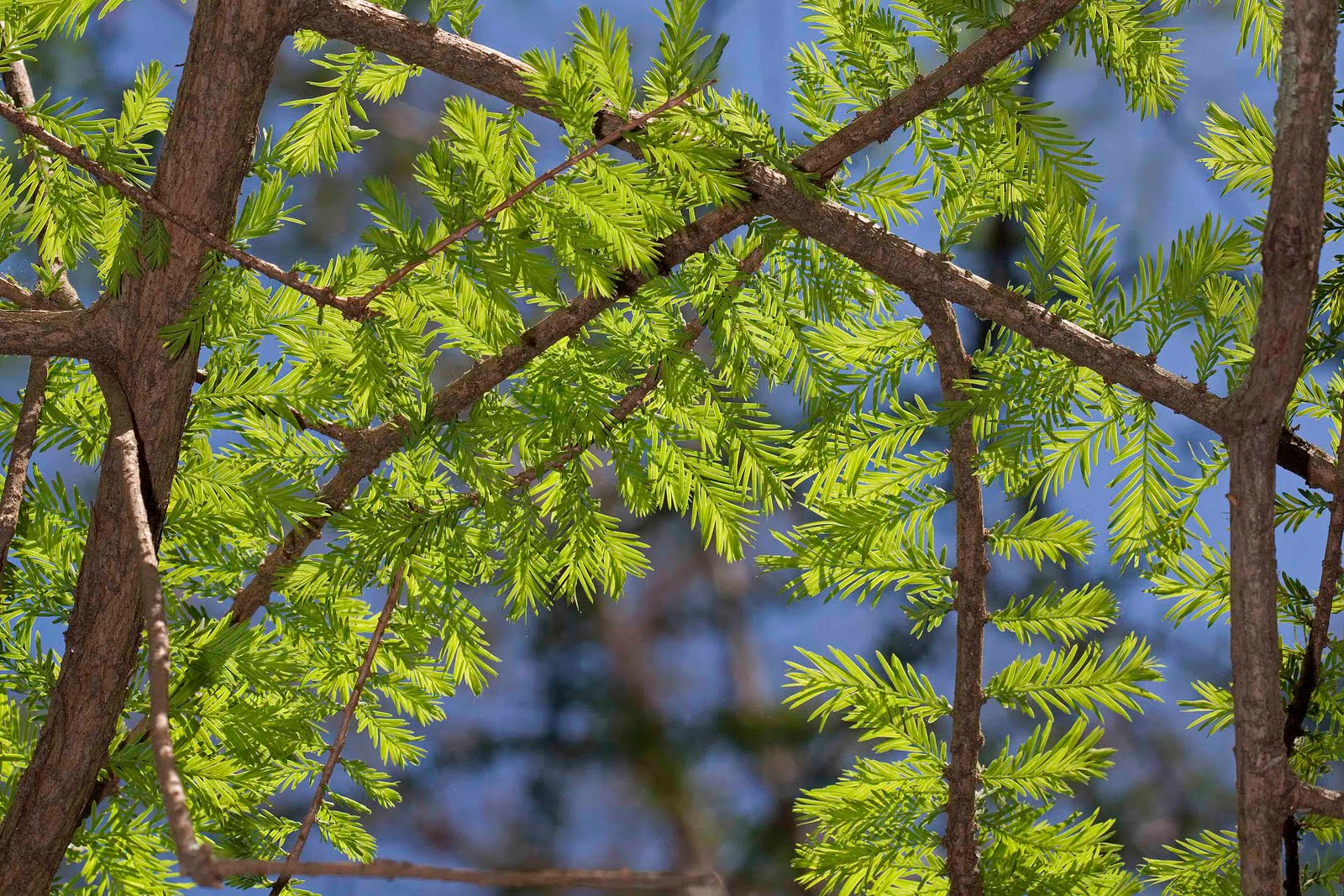 Illinois Natural History Survey Evergreens That Aren't