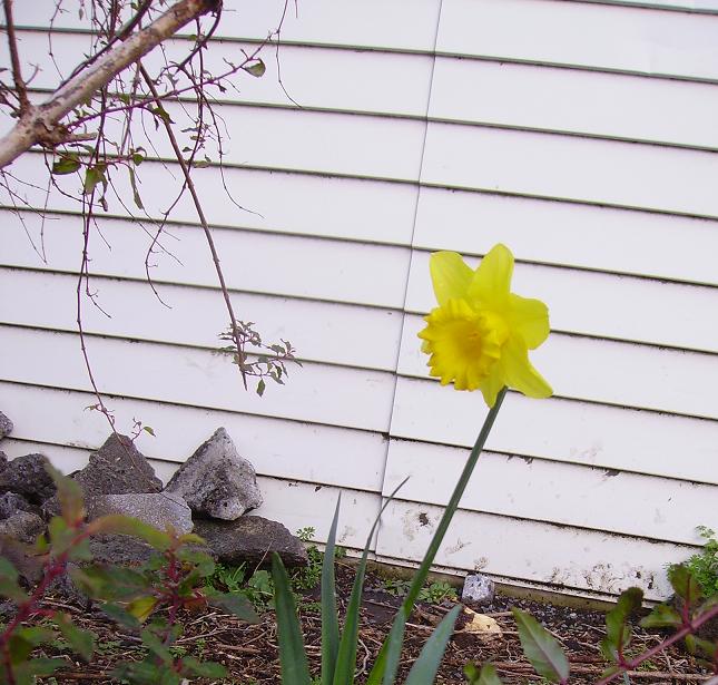 [first+daffodil.JPG]