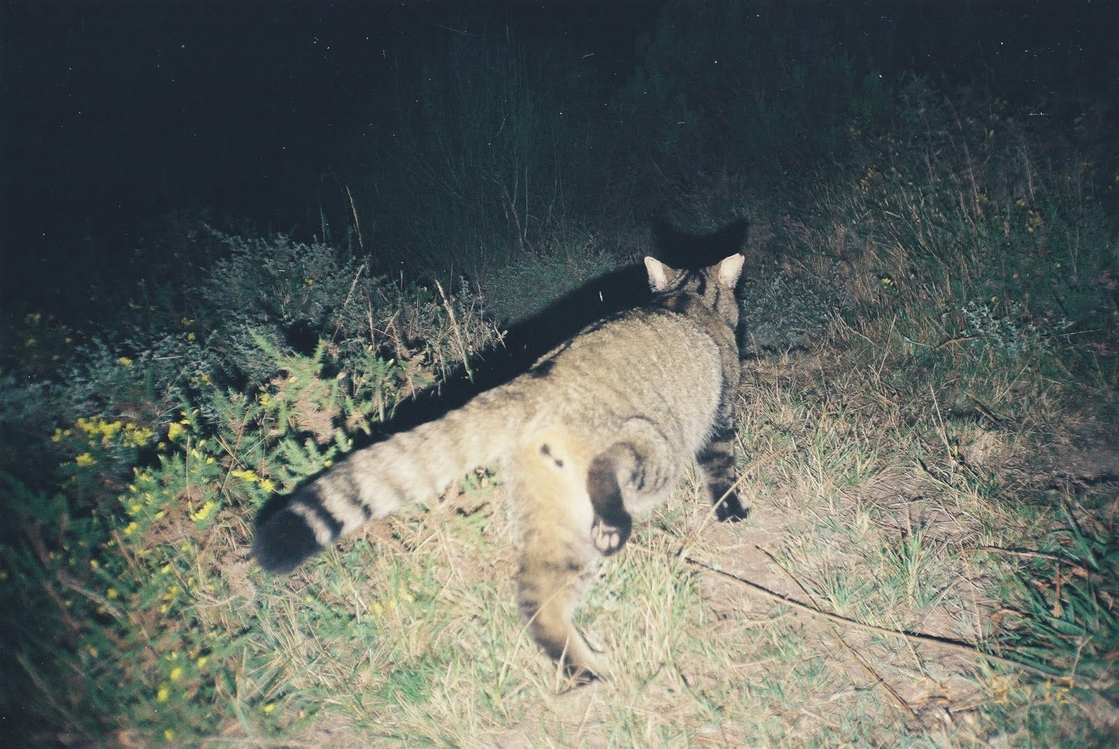 Mercedes quinta do gato bravo
