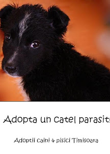 Anunturi adoptii caini & Pisici Timisoara