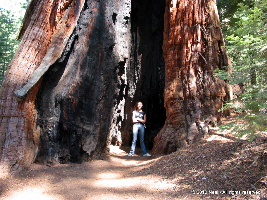 Photographic Memories Sequoia And Kings Canyon