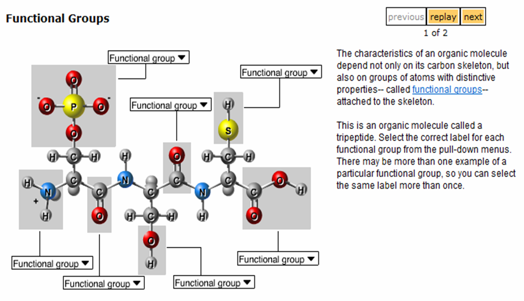 Lyon s Den Functional Groups 