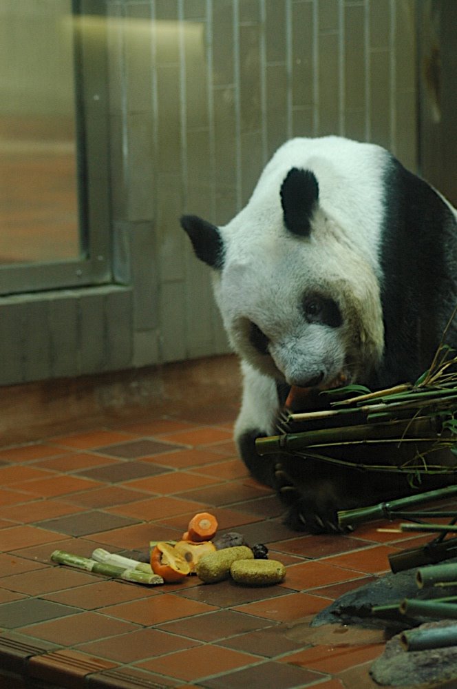 [panda03.jpg]