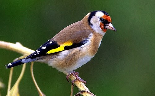 Net Results: European Goldfinch: established in the U.S.?