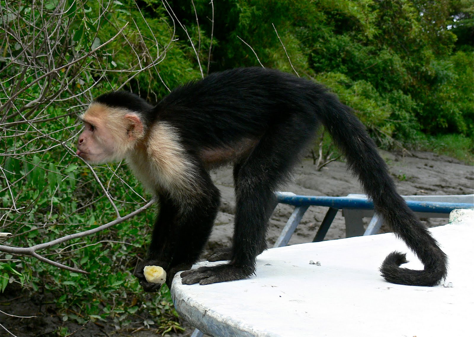 Tamarindo Costa Rica Daily Photo White faced Capuchin Monkey Profile