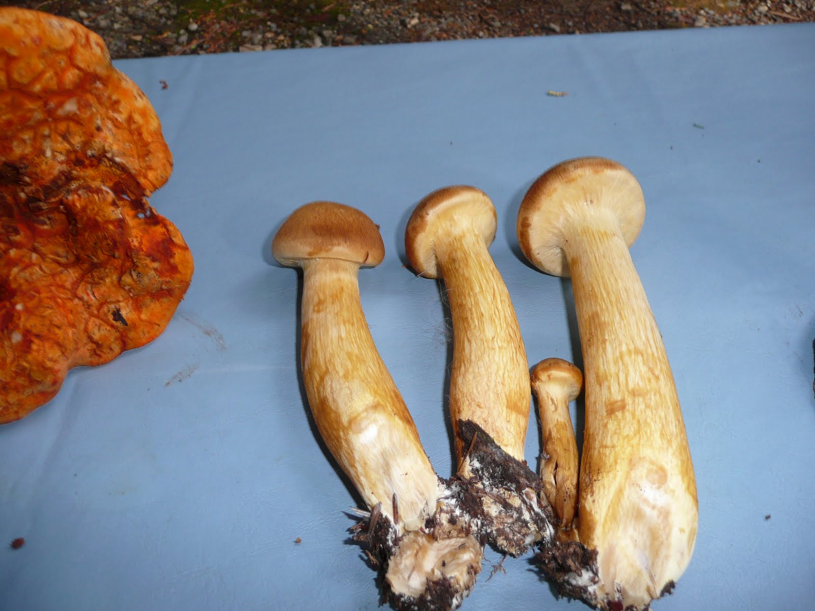 Gettin down with the Brehms OREGON MAGIC MUSHROOMS