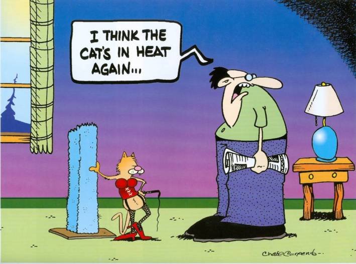 [cat+in+heat.bmp]