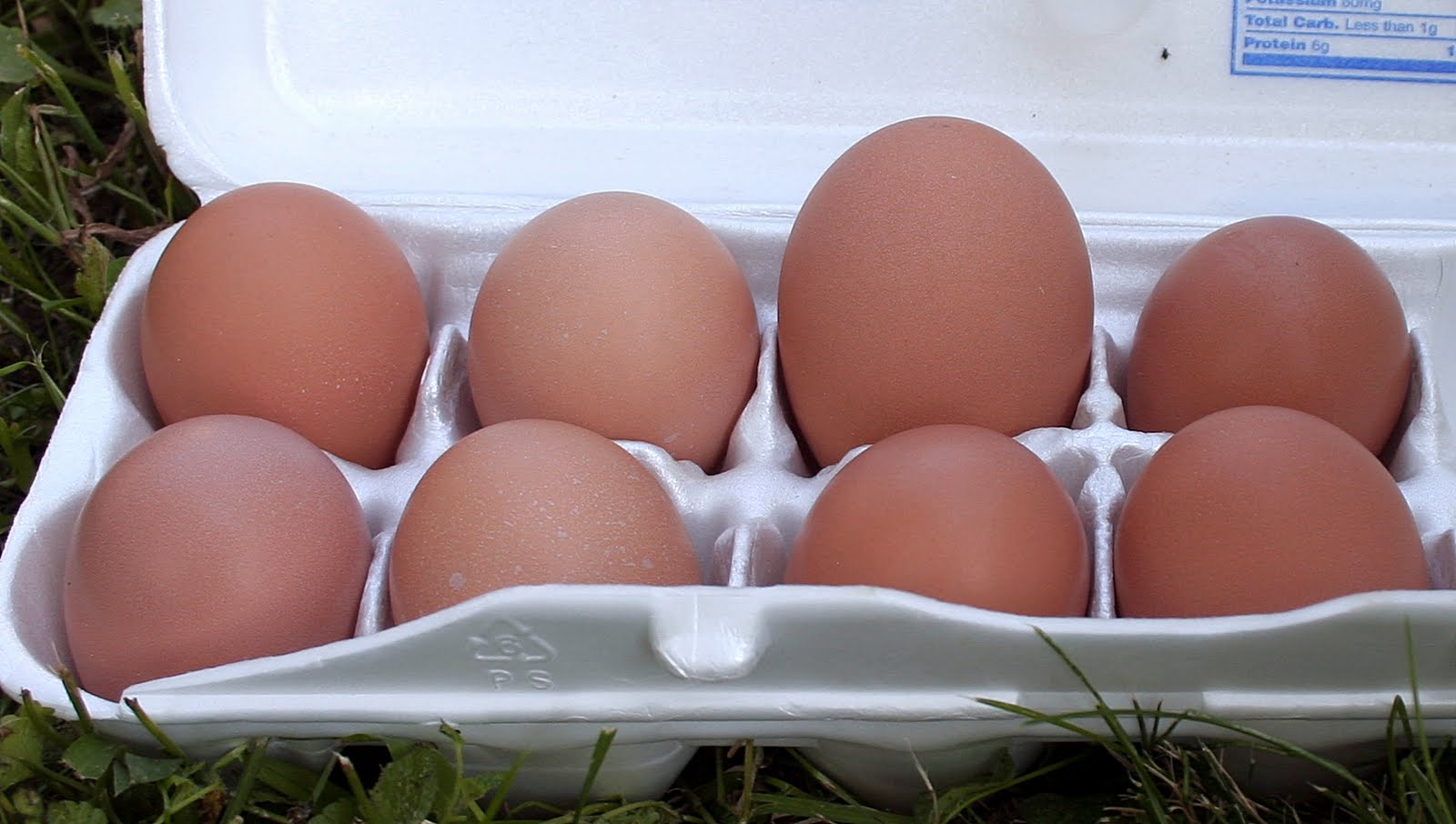 Inside My Secret Garden&hellip;Day-to-Day Living at Cairnwood Cottage: Which