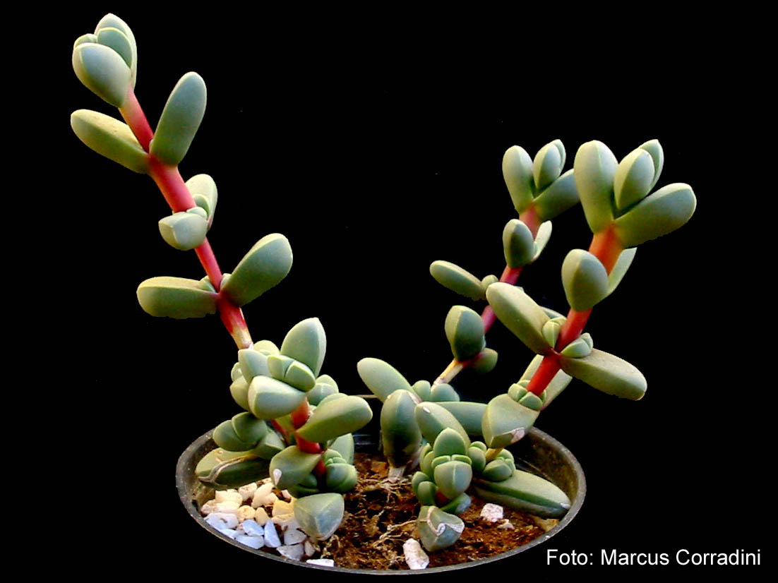 [Delosperma_lehmannii_1.jpg]