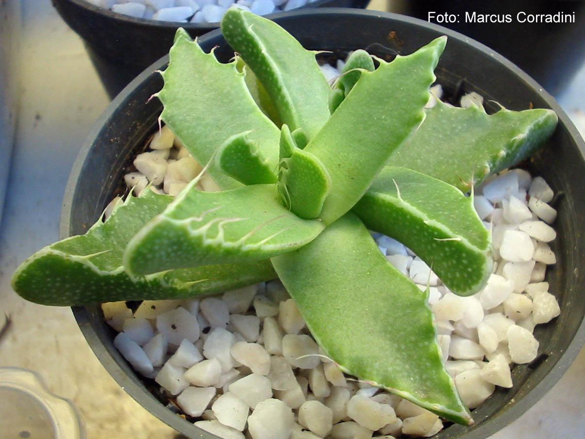 [faucaria_felina.jpg]
