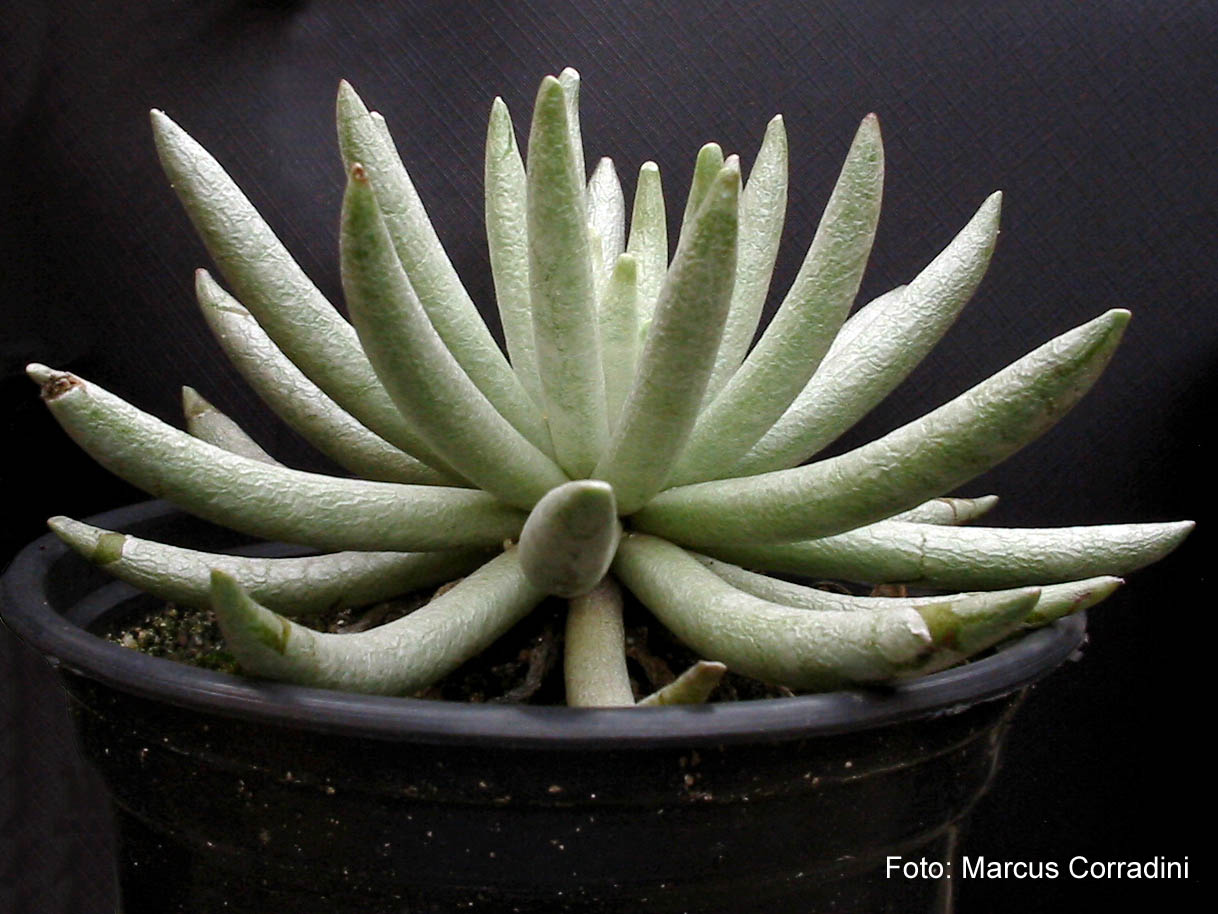 [Senecio_scaposus_02.jpg]
