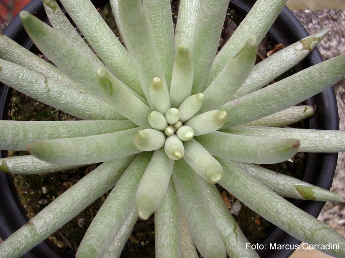 [Senecio_scaposus_03.jpg]