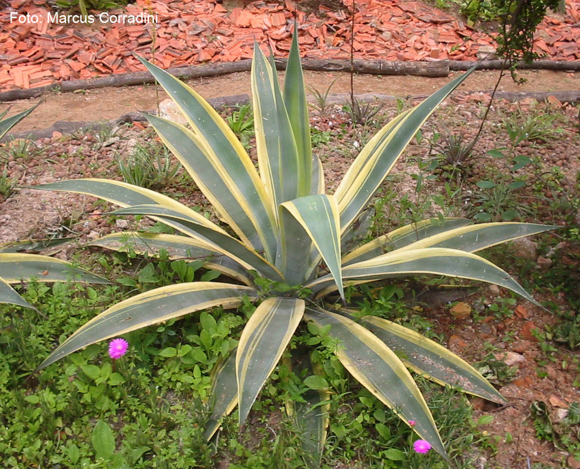 [Agave_americana.jpg]