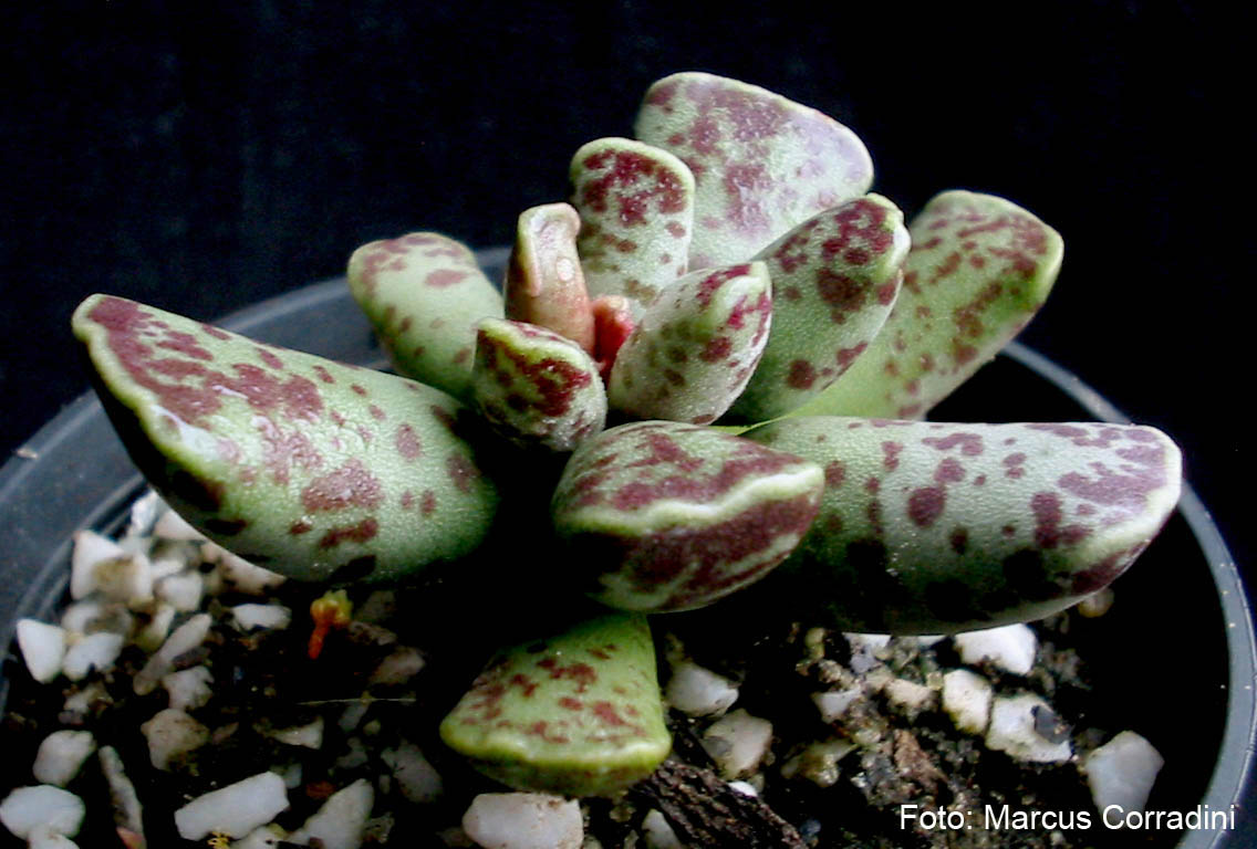[Adromischus_cooperi_05.jpg]