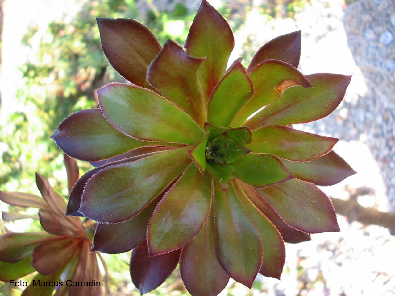 [aeonium_arboreum_var_atropurpureum_1.jpg]